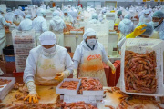 Langostino costero de Chubut: El desafío de unificar el camino hacia la certificación MSC