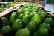 Uruguay habilitó el ingreso de palta Hass fresca procedente de Colombia