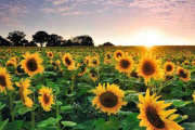 Rindes históricos empujan al girasol mientras la falta de agua recorta la proyección de maíz
