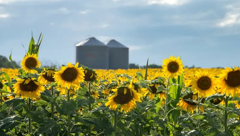 El complejo girasolero alcanzó en 2025 el mayor récord exportador de su historia