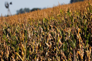 El maíz acelera ventas y la soja repunta en Chicago en la previa de la campaña gruesa