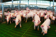 Créditos por casi $14.000 millones para el sector porcino buscan impulsar producción y competitividad