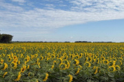 Lluvias recientes sostienen la soja y el maíz mientras avanza la cosecha de girasol