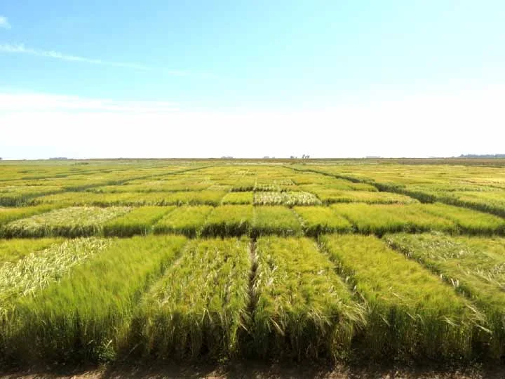 La Red Nacional de Cebada analizó el comportamiento de variedades en 18 ambientes durante la campaña 2025