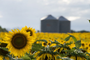 La cosecha de girasol argentino alcanzó su nivel más alto en 27 años y desafía la logística portuaria