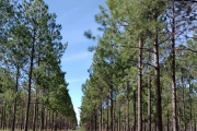 La industria forestal cerró 2025 con un crecimiento del 18% y exporta a más de 70 mercados