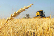 Girasol, soja y trigo lideraron el salto exportador de abril: las DJVE crecieron 24% respecto al mismo mes de 2025