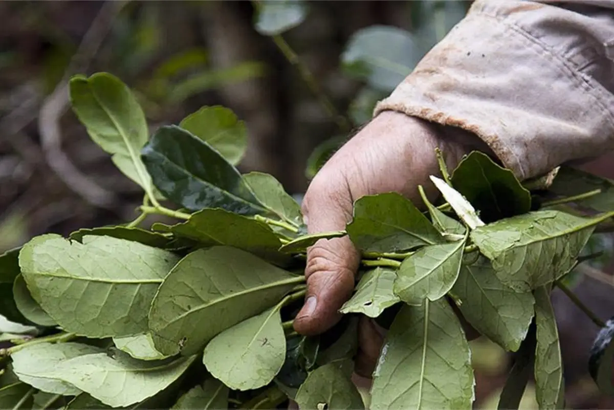 El sector yerbatero cerró el primer trimestre con 75,8 millones de kilos despachados