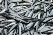 El CFP asignó cuotas de reserva social y habilitó la pesca de anchoíta en zona de veda