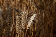 El balance mundial de cebada se mantiene confortable mientras Argentina proyecta un leve aumento de superficie para la campaña 2026/27