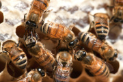 El SENASA destacó el rol de las abejas en la producción de alimentos y renovó la alerta por el Pequeño Escarabajo de las Colmenas