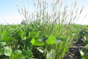 El INTA Manfredi confirmó biotipos de Chloris virgata resistentes a glifosato y haloxifop metil en el centro de Córdoba