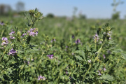 Las exportaciones de alfalfa crecieron casi un 92% en el primer trimestre y sostienen tres años de alza consecutiva