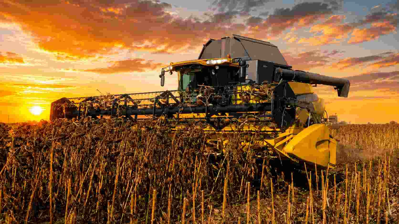 La campaña de girasol 2025/26 alcanzó récords históricos de área, rendimiento y producción con 6,6 millones de toneladas