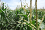 El Gobierno amplió la baja gradual de retenciones al maíz, el girasol y el sorgo desde enero de 2027
