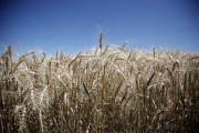 Argentina bate un nuevo récord histórico agroindustrial con el mayor volumen de exportaciones