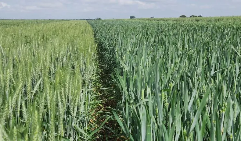 La urea subió un 86% interanual y presiona los márgenes del trigo y la cebada en el arranque de la campaña fina 2026/27