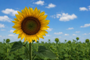 Senasa recomendó el uso de semilla fiscalizada ante la siembra de girasol