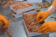 Conarpesa propone elevar al 50% la producción de colas de langostino a bordo