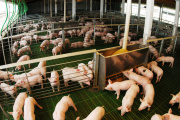 Las exportaciones de la cadena porcina crecieron 161% en valor durante el primer cuatrimestre de 2026