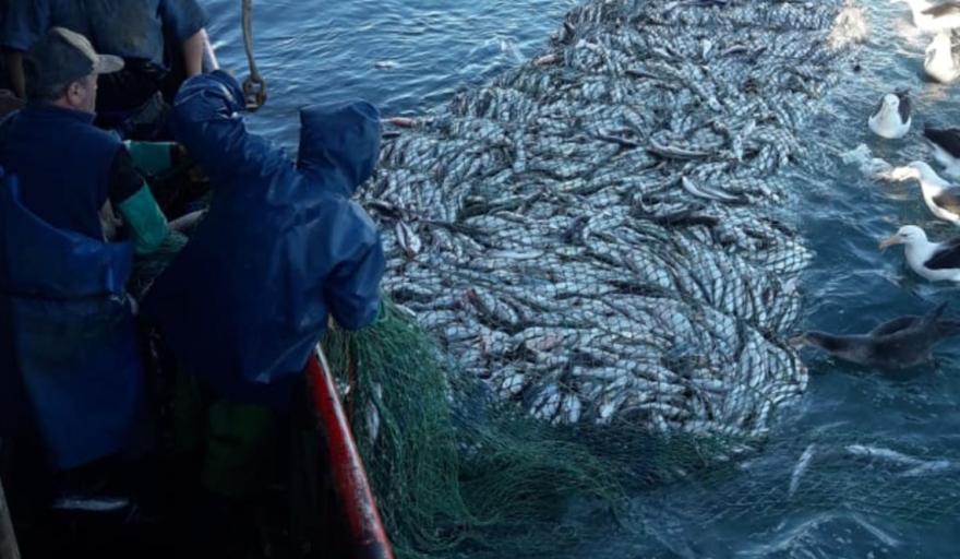 Merluza polémica: el gobierno analiza como repartir la especie más relevante del sector y piden impugnar las cuotas